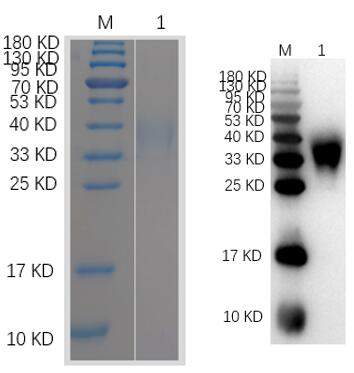 Reducing 12% SDS-PAGE and WB analysis profile of purified MUC1.